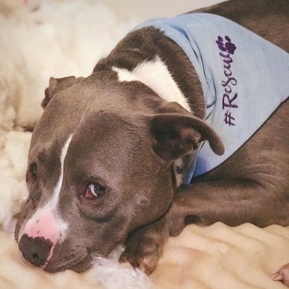 Hashtag Rescue Over the Collar Pet Bandanna